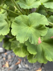 Pelargonium