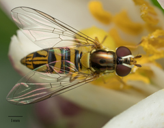 Allograpta obliqua