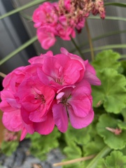Pelargonium