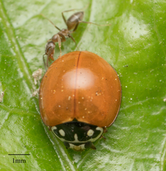 Cycloneda sanguinea
