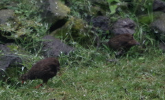 Pternistis squamatus