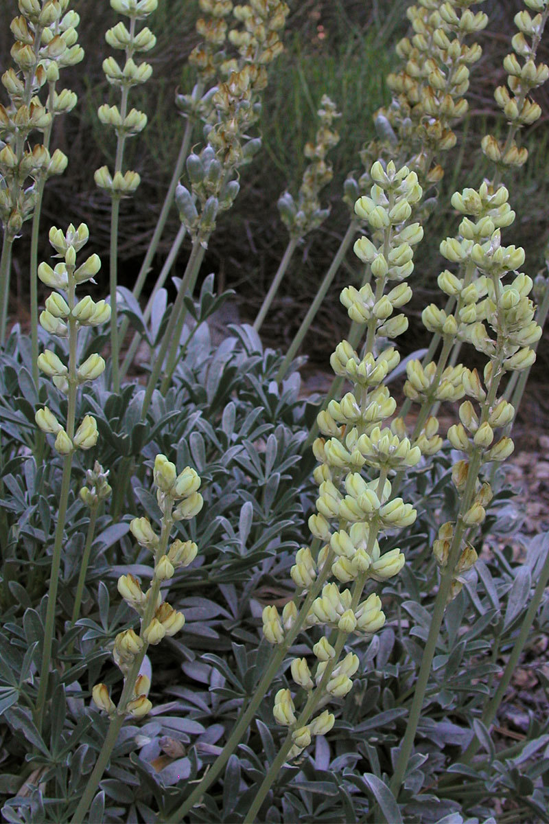 Lupinus peirsonii