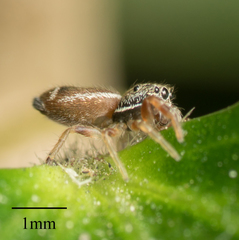 Sassacus vitis