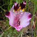 Alstroemeria pulchra lavandulacea - Photo (c) Eitel Carlos Thielemann Pinto,  זכויות יוצרים חלקיות (CC BY-NC), הועלה על ידי Eitel Carlos Thielemann Pinto