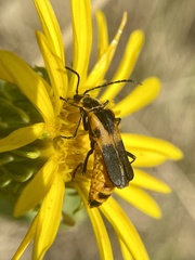 Chauliognathus basalis