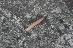 Polyzoniidae