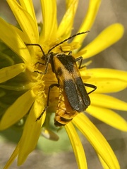 Chauliognathus basalis