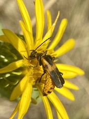 Chauliognathus basalis