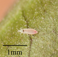 Thysanoptera