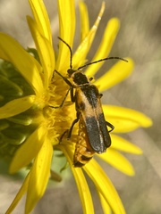 Chauliognathus basalis