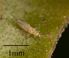 Thysanoptera