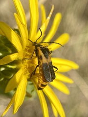 Chauliognathus basalis