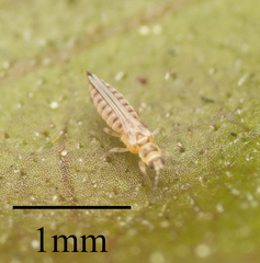 Thysanoptera
