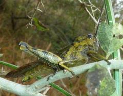 Abisares viridipennis
