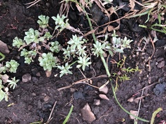 Micropsis spathulata