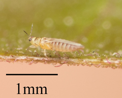 Thysanoptera