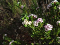 Diosma subulata
