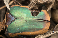 Cotinis mutabilis