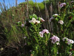 Diosma subulata