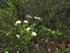 Diosma subulata