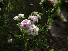 Diosma subulata