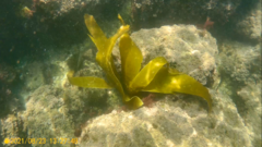 Laminaria ochroleuca