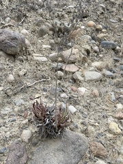 Dudleya cultrata