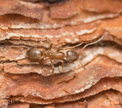 Linepithema humile