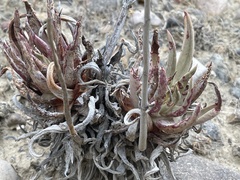 Dudleya cultrata