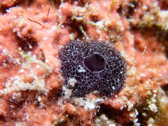 Chelonaplysilla americana