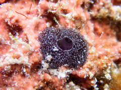 Chelonaplysilla americana