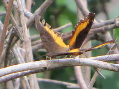Eurytela dryope angulata