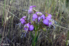 Alstroemeria revoluta