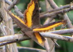 Eurytela dryope angulata