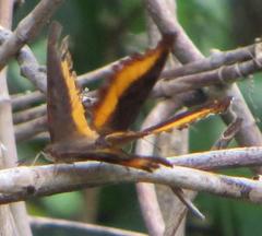 Eurytela dryope angulata