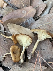 Clitocybe eccentrica