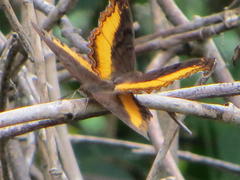 Eurytela dryope angulata