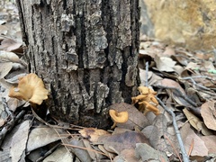 Clitocybe eccentrica