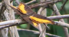 Eurytela dryope angulata