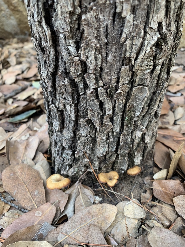 Clitocybe eccentrica