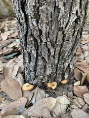 Clitocybe eccentrica