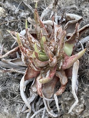 Dudleya ingens