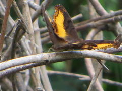 Eurytela dryope angulata