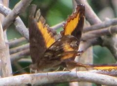 Eurytela dryope angulata
