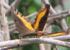 Eurytela dryope angulata
