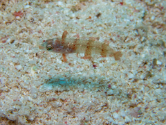 Xyrichtys splendens