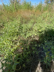 Physalis longifolia longifolia