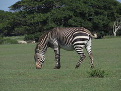 Equus zebra zebra