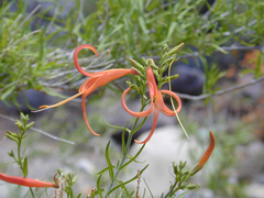 Anisacanthus linearis