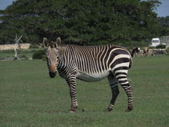 Equus zebra zebra